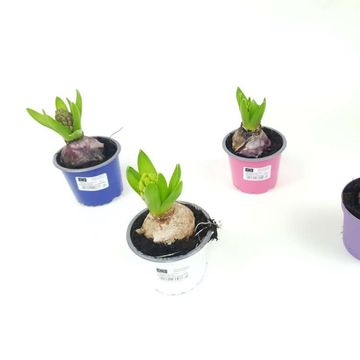 Hyacinthus orientalis MIX