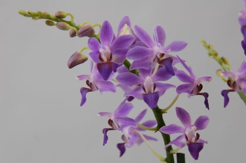 x Doritaenopsis Purple Gem 'Aida'
