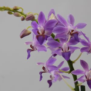 x Doritaenopsis Purple Gem 'Aida'