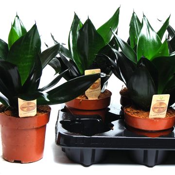Sansevieria trifasciata 'Black Dragon'