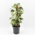 Epipremnum 'Snow Leopard'