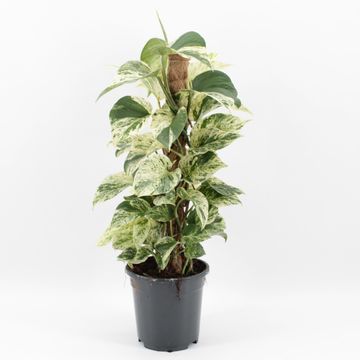 Epipremnum 'Snow Leopard'