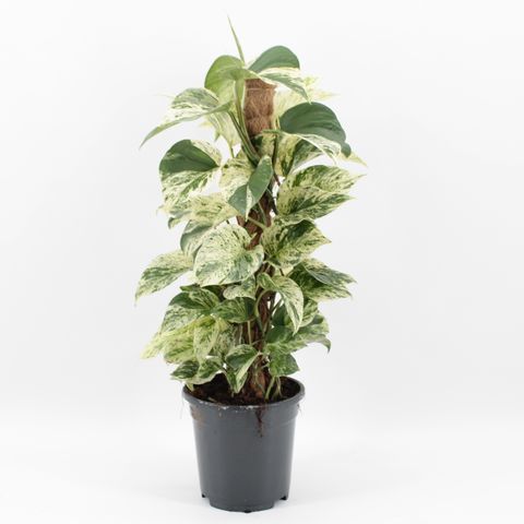 Epipremnum 'Snow Leopard'