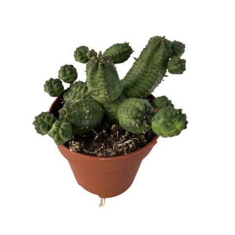 Euphorbia pseudoglobosa