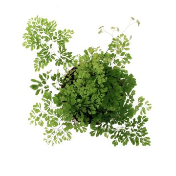 Adiantum microphyllum