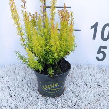 Erica arborea 'African Gold'