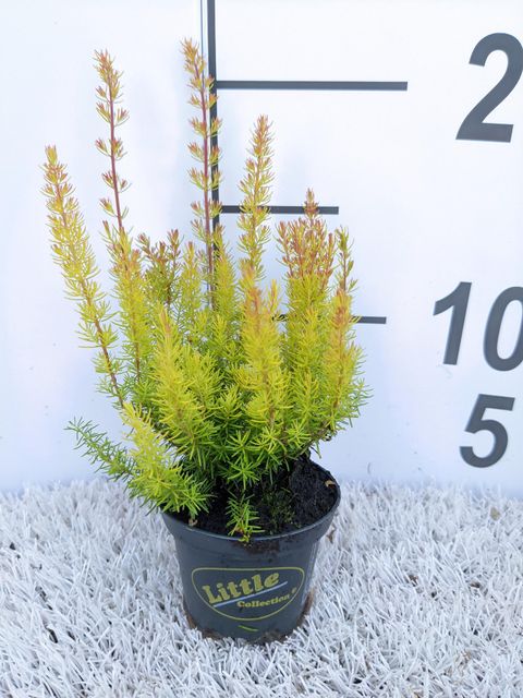 Erica arborea 'African Gold'