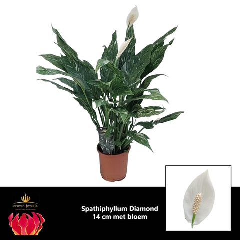 Spathiphyllum DIAMOND