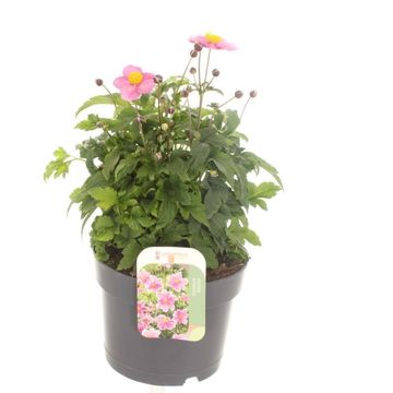 Anemone x hybrida 'Hadspen Abundance'