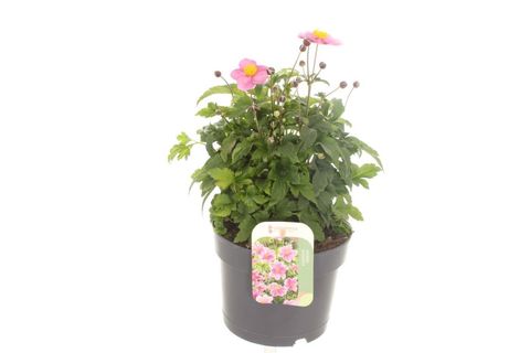 Anemone x hybrida 'Hadspen Abundance'