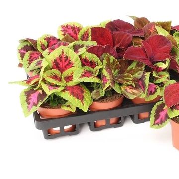 Coleus 'Wizard MIX'