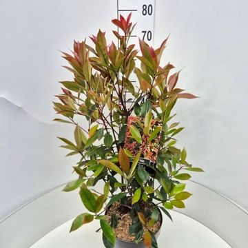 Photinia x fraseri 'Red Robin'