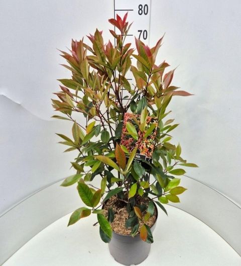 Photinia x fraseri 'Red Robin'