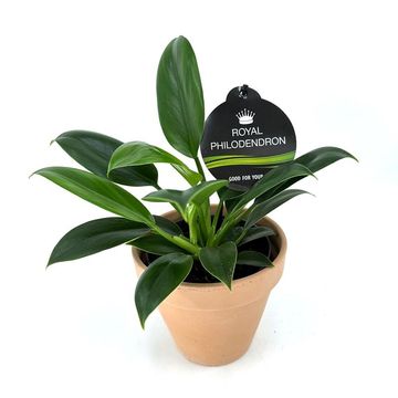 Philodendron 'Green Princess'