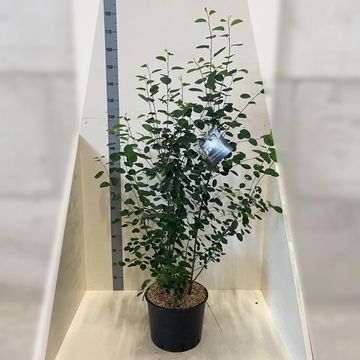 Amelanchier lamarckii