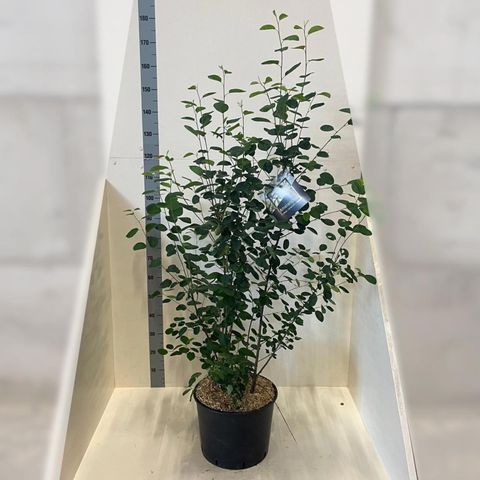 Amelanchier lamarckii