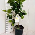 Citrus limon