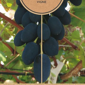 Vitis 'Venus'