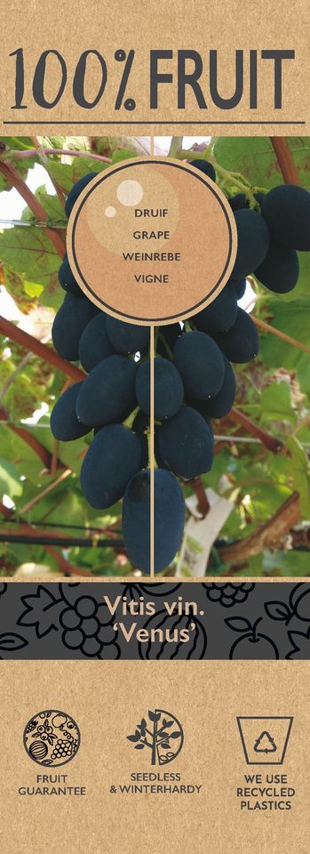 Vitis 'Venus'