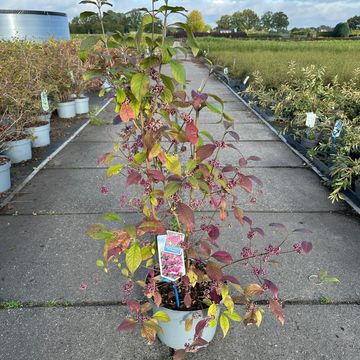 Callicarpa bodinieri 'Profusion'