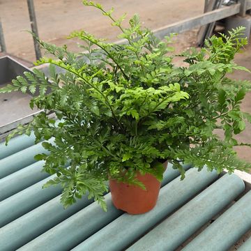Asplenium 'Parvati'