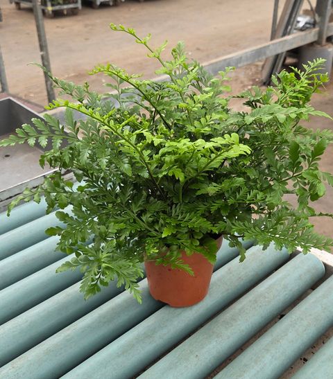 Asplenium 'Parvati'