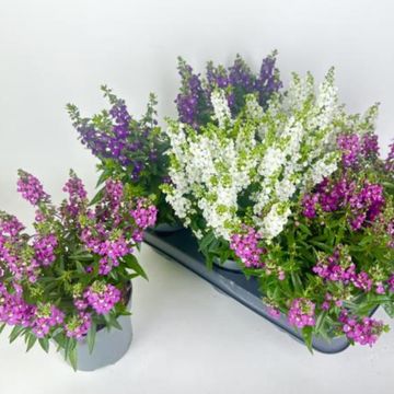 Angelonia angustifolia MIX