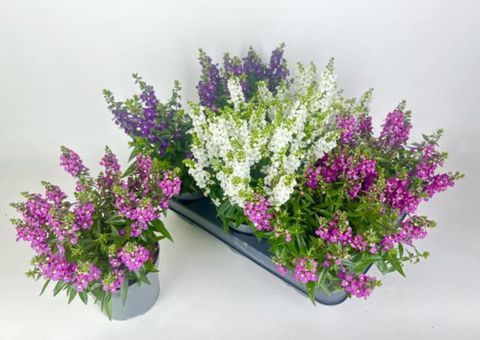 Angelonia angustifolia MIX