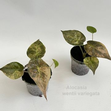 Алоказія wentii 'Variegata'