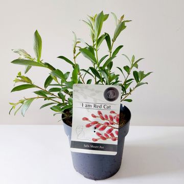 Ива gracilistyla 'Mt. Aso'