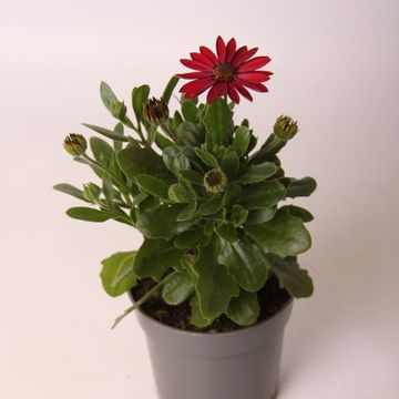 Osteospermum DALINA DARK RED