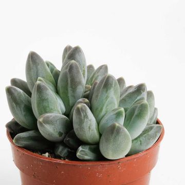 Echeveria hookeri