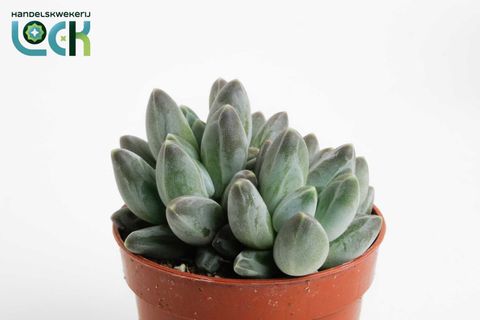 Echeveria hookeri