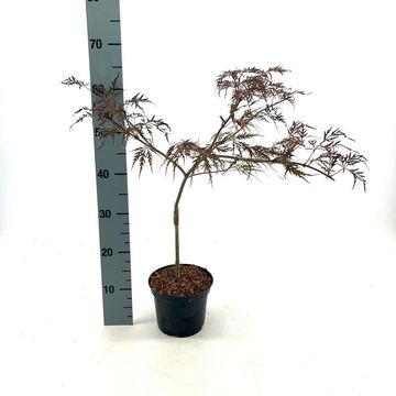 Acer palmatum 'Crimson Queen'