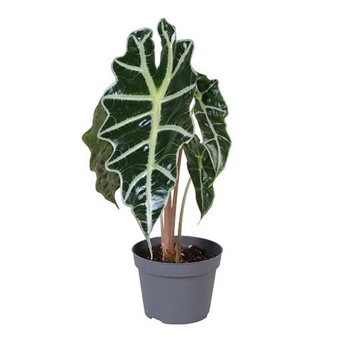 Alocasia DWARF AMAZONICA