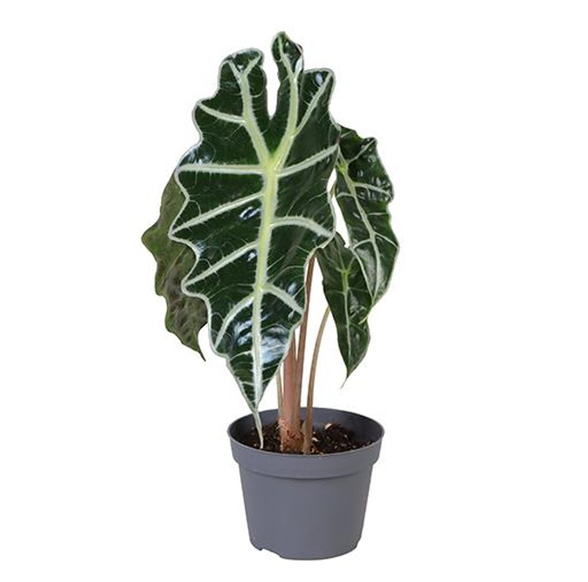 Alocasia DWARF AMAZONICA — Plant Wholesale FlorAccess