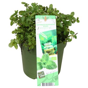 Mentha x piperita 'Swiss'