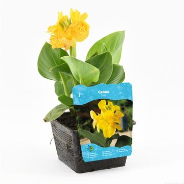 Canna 'Cannasol Happy Emily'