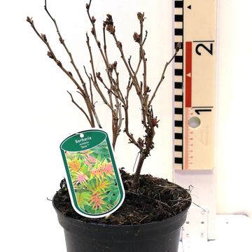 Sorbaria sorbifolia 'Sem'