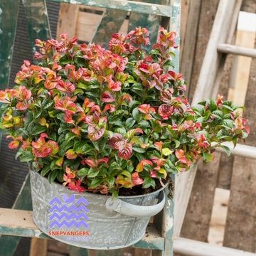 Leucothoe axillaris 'Curly Red'