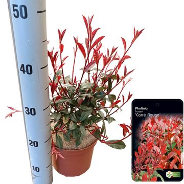 Photinia x fraseri CARRÉ ROUGE