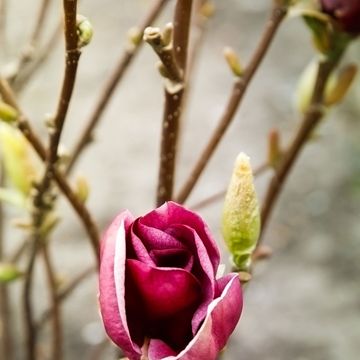 Magnolia 'Genie'