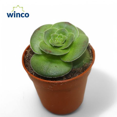 Crassula capitella turrita