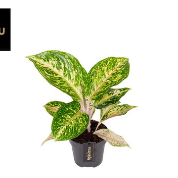 Aglaonema 'Forest Pink'