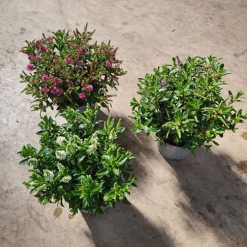 Hebe ALL BLOOMS MIX