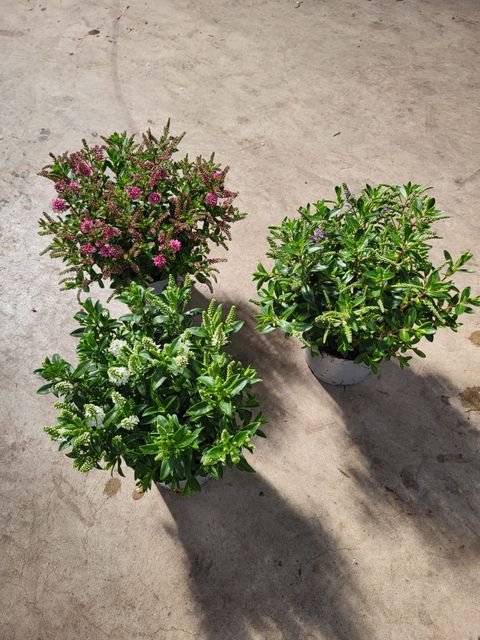 Hebe ALL BLOOMS MIX