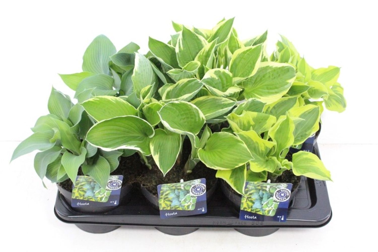 100pcs Fresh Mixed Hosta Plant Seeds