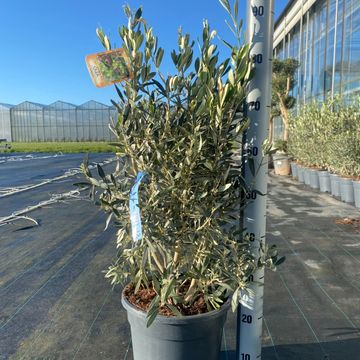 Olea europaea