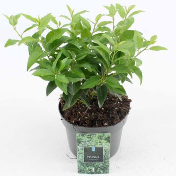 Prunus lusitanica 'Angustifolia'