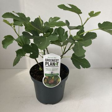 Ficus carica 'Del Portogallo'